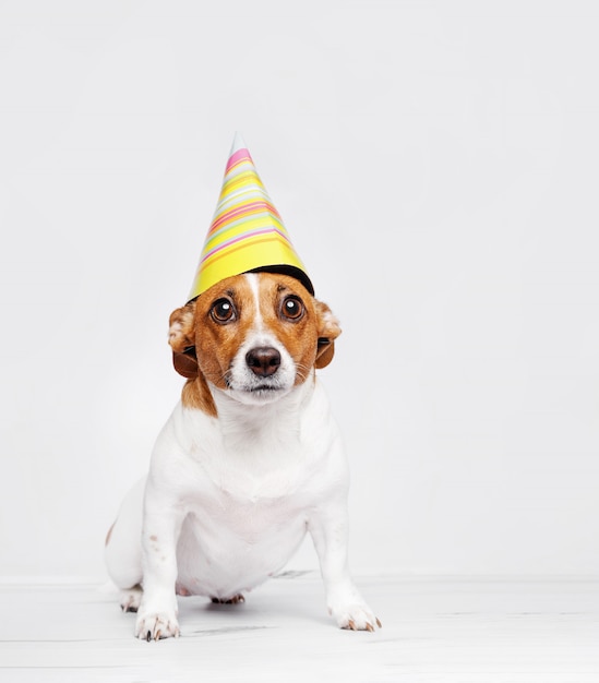 Cane sveglio in cappello del partito di carnevale che celebra compleanno.