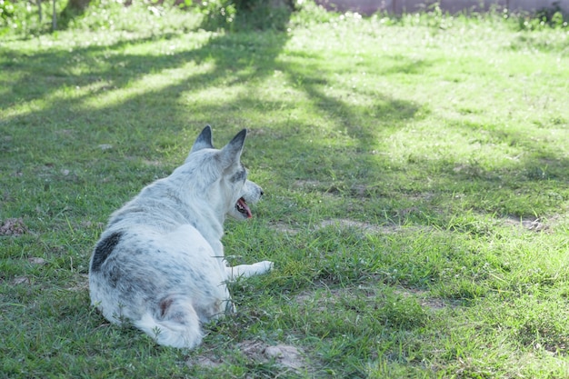 Cane tailandese felice di mattina