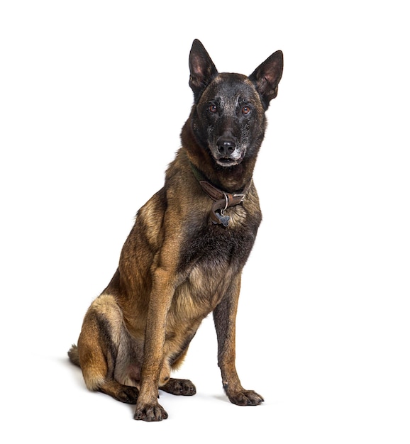 Cane Tervuren o Malinois isolato su bianco