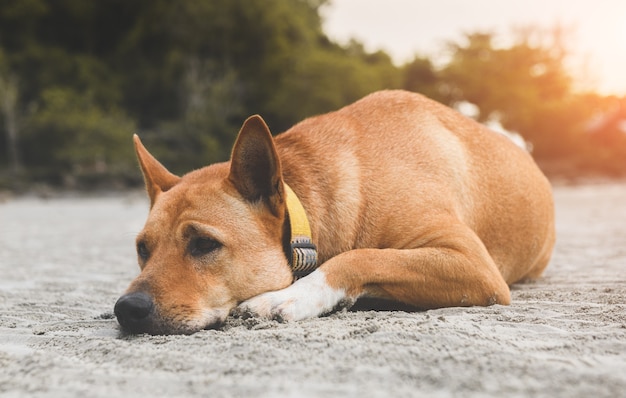 Cane triste che dorme sulla spiaggia