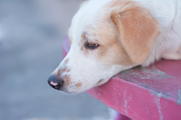 Cane triste e cane malato.