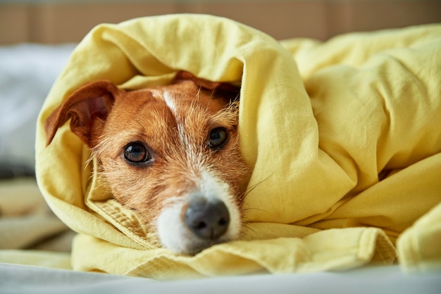 Cane triste sdraiato sotto la coperta in camera da letto