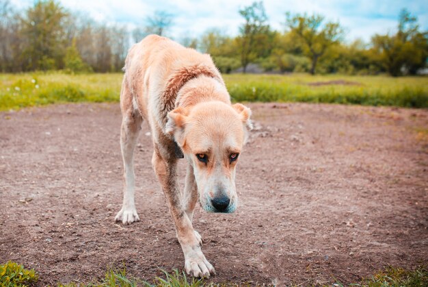 Cane triste su una catena