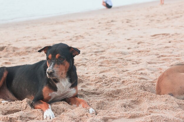 cane vagabondo è sdraiato sulla spiaggia di sabbia
