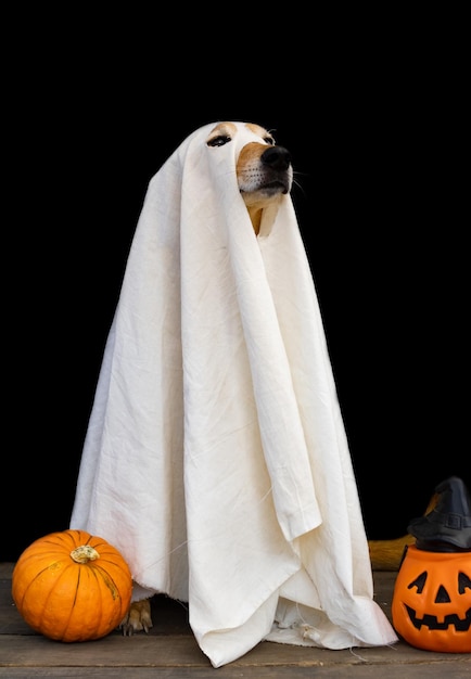 Cane vestito da fantasma per Halloween