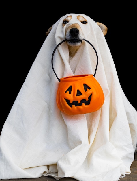 Cane vestito da fantasma per Halloween