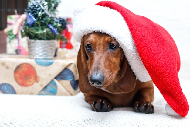 Cane vestito di Natale di Capodanno