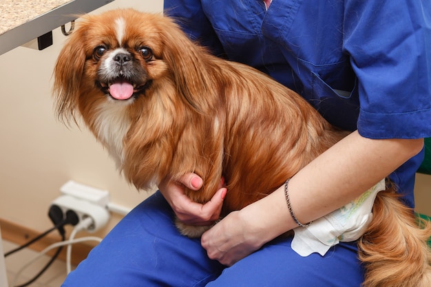 Cane veterinario della tenuta alla clinica