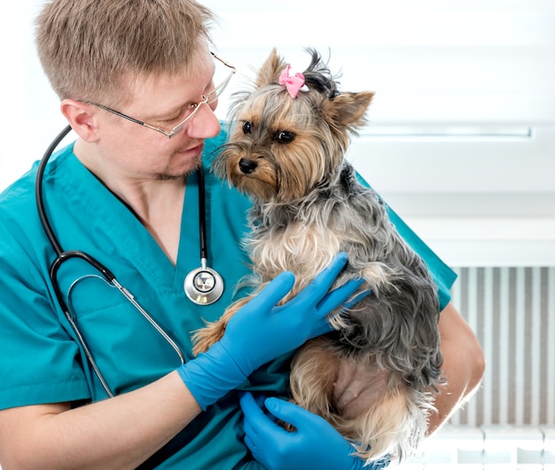 Cane veterinario della tenuta sulle mani alla clinica del veterinario