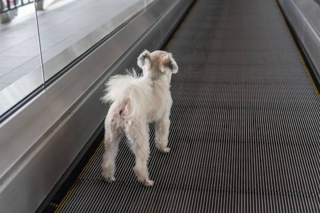 Cane viaggia su travolator per il viaggio alla stazione