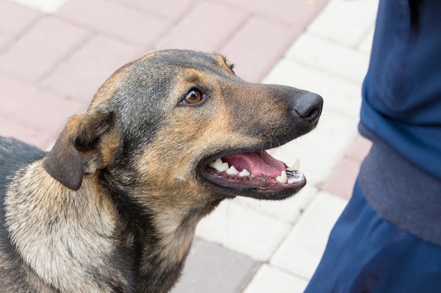 Cane vicino al ragazzo nel parco cittadino. Persone e animali_