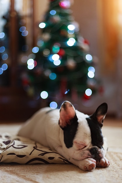 Cane vicino all'albero di Natale.