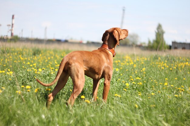 Cane vizsla ungherese per una passeggiata