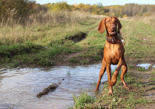 Cane vizsla ungherese per una passeggiata