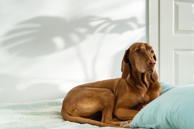 Cane vyzsla ungherese sdraiato sul divano a casa ombra di foglie di monstera sul ritratto dell'animale domestico della parete bianca