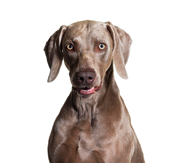 Cane Weimaraner isolato su bianco