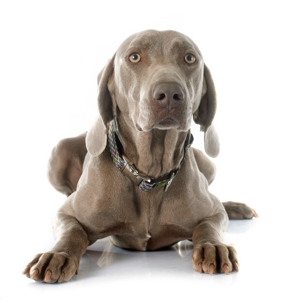 Cane Weimaraner