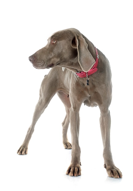 Cane Weimaraner