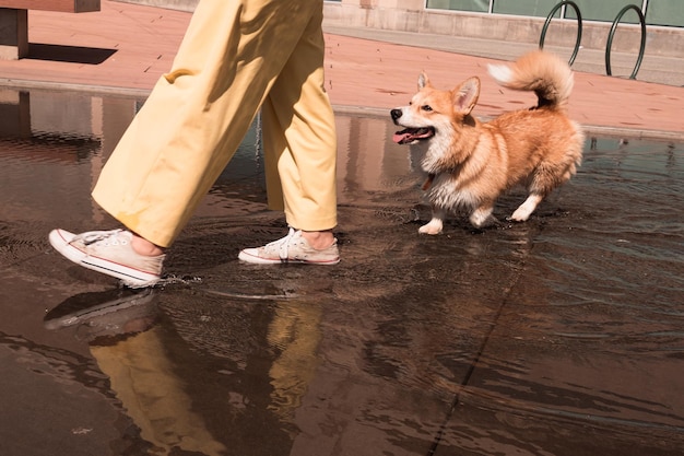 Cane Welsh Corgi con coda riccia che cammina con il proprietario nel parco cittadino dopo la pioggia