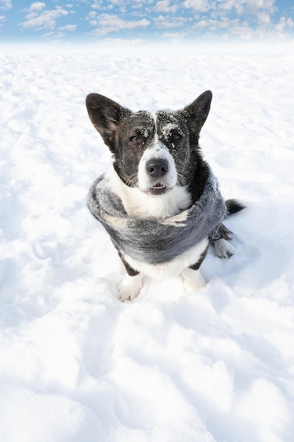 Cane Welsh corgi Pembroke Cane di razza pura in una sciarpa in un parco pubblico Temi animali