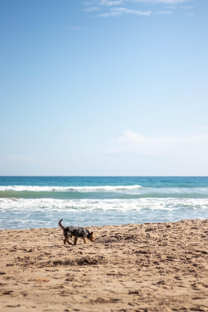 Cane Yorkshire che cammina sulla sabbia della spiaggia con il mare sullo sfondo