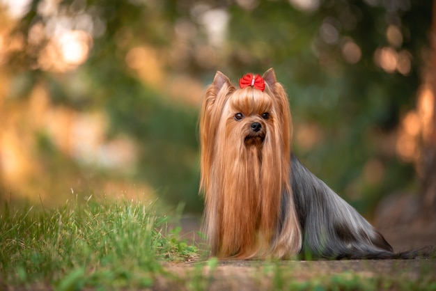 Cane Yorkshire Terrier sdraiato sull'erba. Bella toelettatura