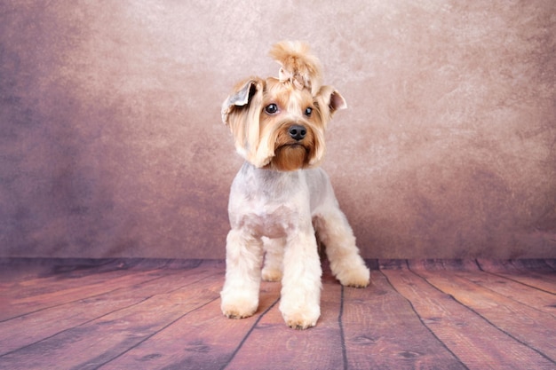 Cane Yorkshire Terrier su uno sfondo vintage