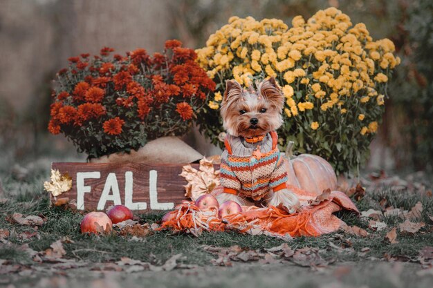 Cane Yorkshire terrier