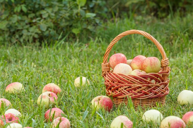 Canestro di vimini e mele rosse su erba verde nel frutteto.