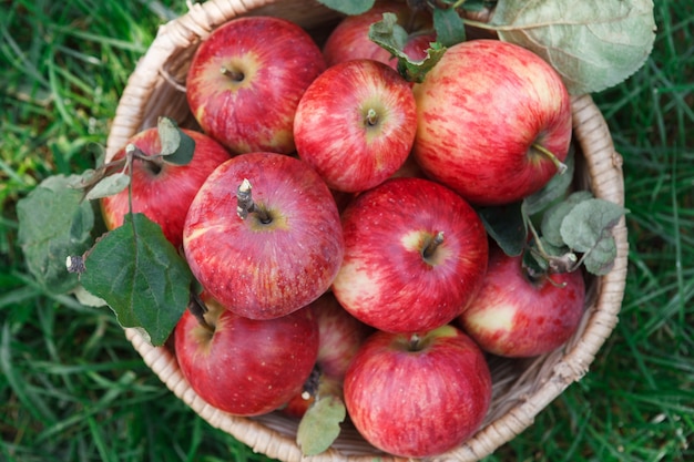 Canestro di vimini in pieno delle mele mature rosse