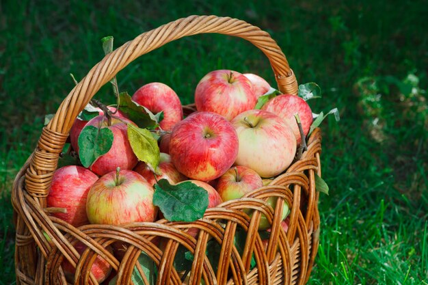 Canestro di vimini in pieno delle mele mature rosse