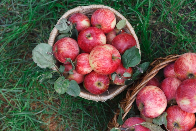 Canestro di vimini in pieno delle mele mature rosse