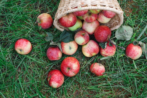 Canestro di vimini in pieno delle mele mature rosse