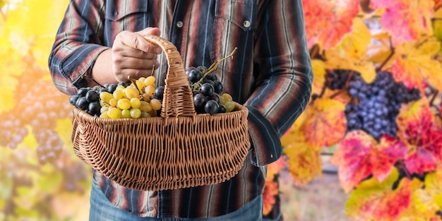 Canestro in mani dell'enologo con l'uva matura sul fondo della vigna