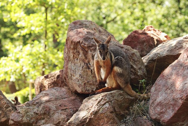 Canguro dai piedi gialli ( Petrogale xanthopus ) nascosto nelle rocce rosse