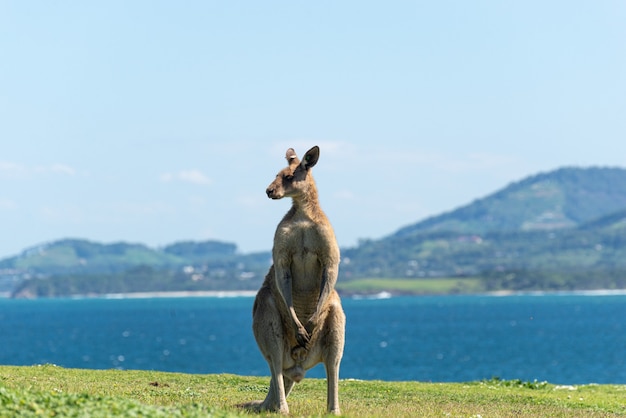 Canguro grigio in piedi su un prato verde Whit Sea Landscape in background.Wildlife Concept