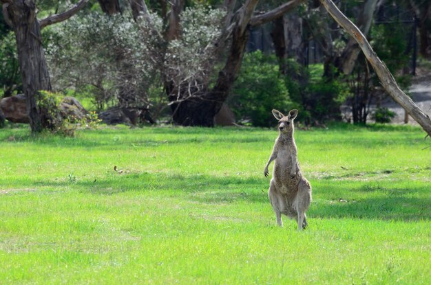 Canguro in un campo