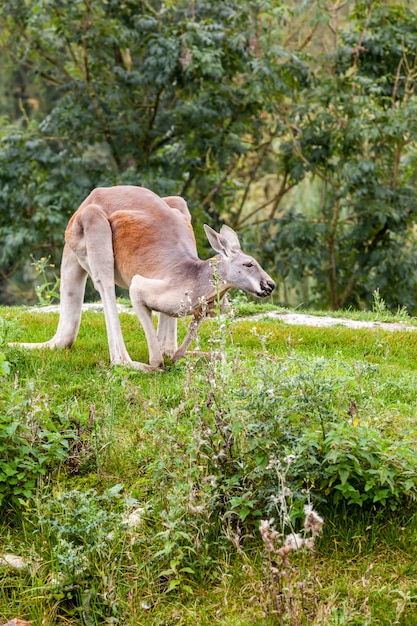 Canguro