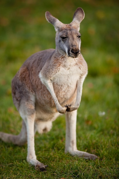 canguro