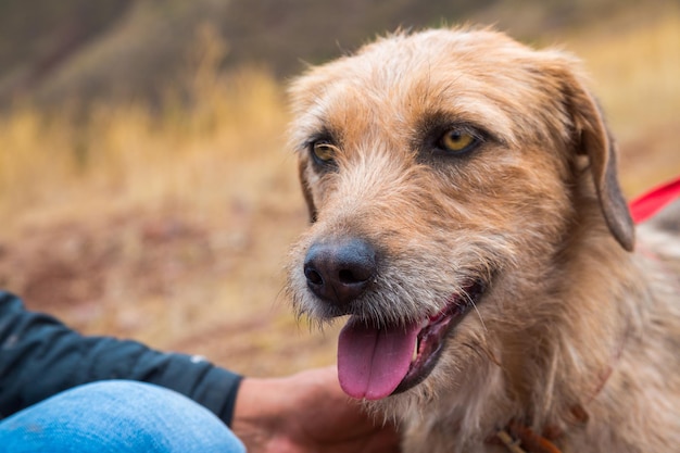 Cani abbandonati in un canile in attesa di adozione