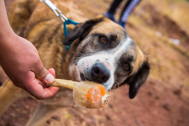 Cani abbandonati in un canile in attesa di adozione