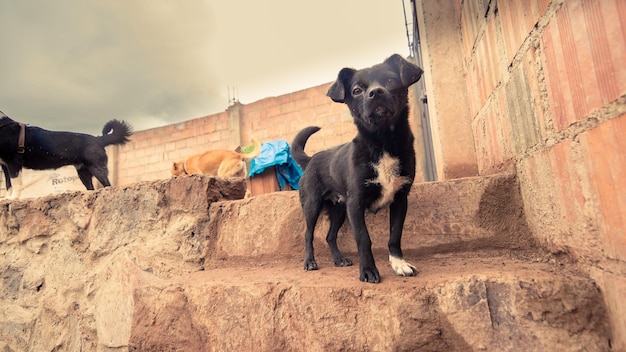Cani abbandonati in un canile in attesa di adozione