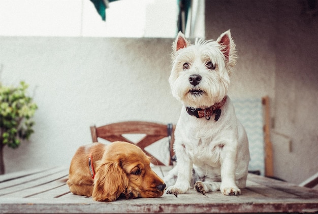 Cani carini seduti sul tavolo all'aperto