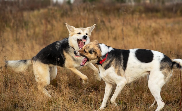 Cani che combattono nel giorno nuvoloso del campo di autunno