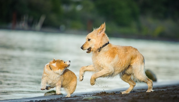 Cani che corrono contro il lago