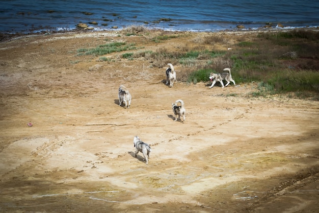 Cani che corrono lungo la riva del fiume.