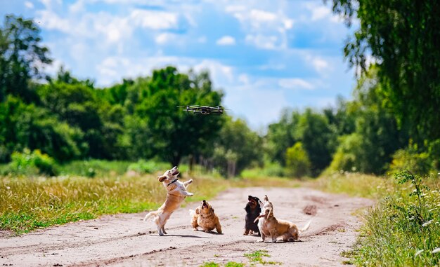 Cani che giocano con il drone Cani divertenti cuccioli stanno giocando sulla strada in estate giorno di sole