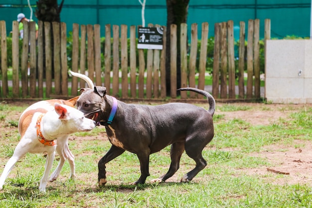 Cani che giocano e si divertono nel parco. Messa a fuoco selettiva.