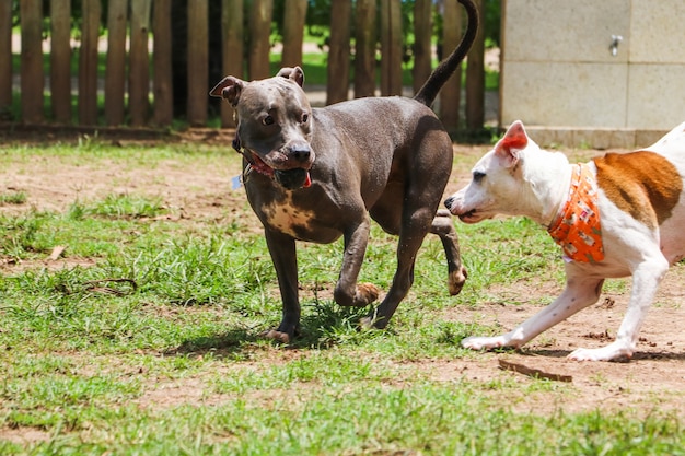 Cani che giocano e si divertono nel parco. Messa a fuoco selettiva.