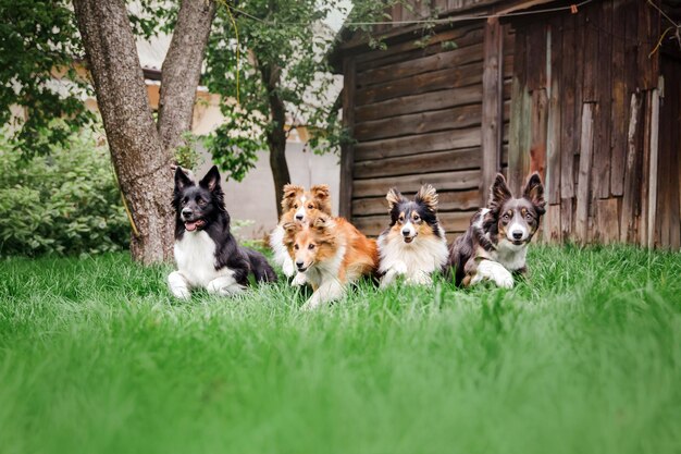 Cani che giocano Gruppo di cani giocano insieme